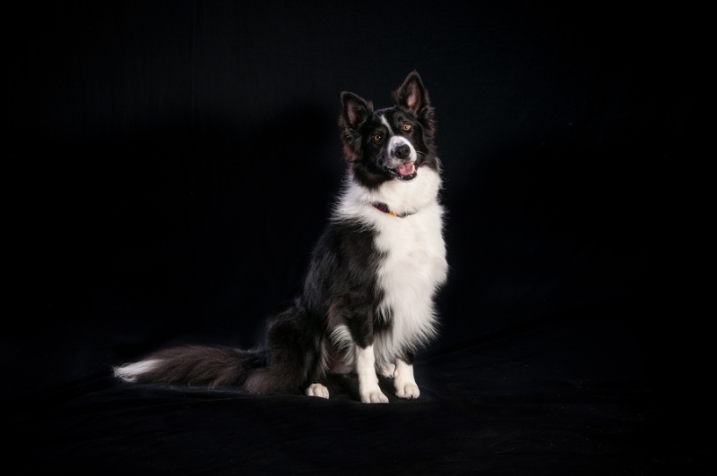 Pets_006