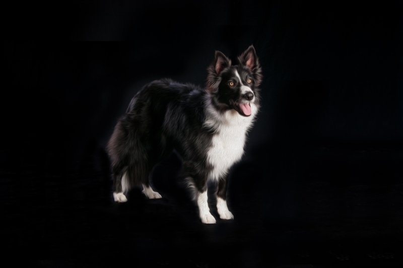 Pets_007