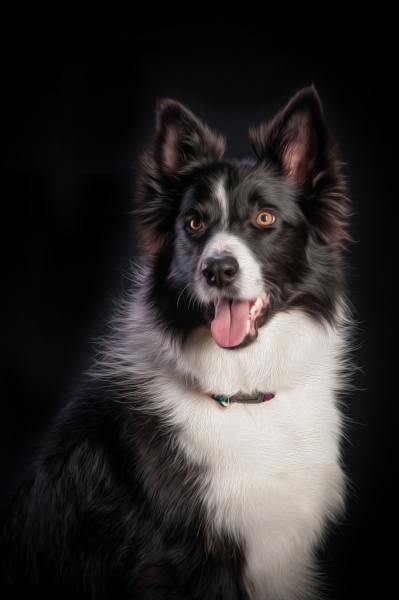 Pets_008