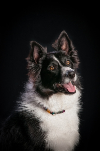Pets_009