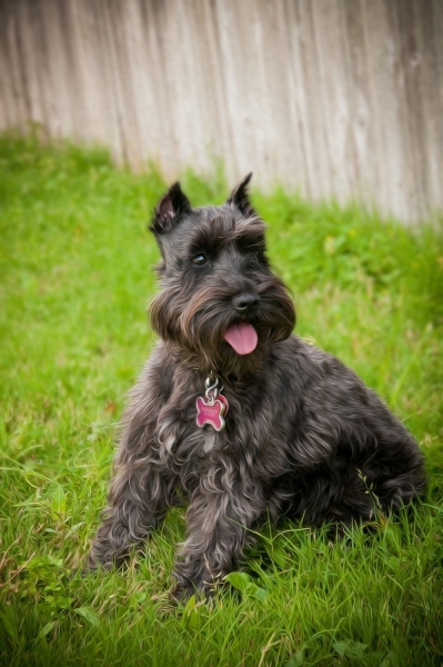 Pets_013