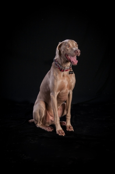 Pets_016