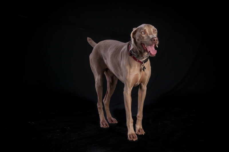 Pets_017