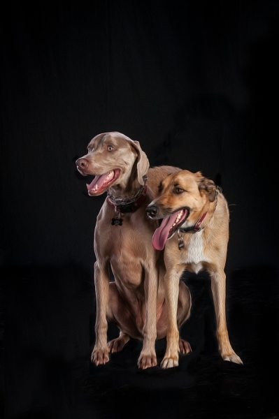 Pets_018