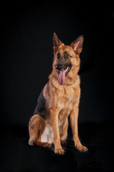 Pets_023
