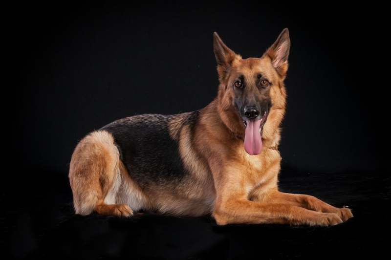 Pets_024