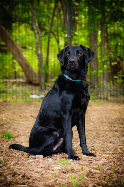 Pet Portraits On Location