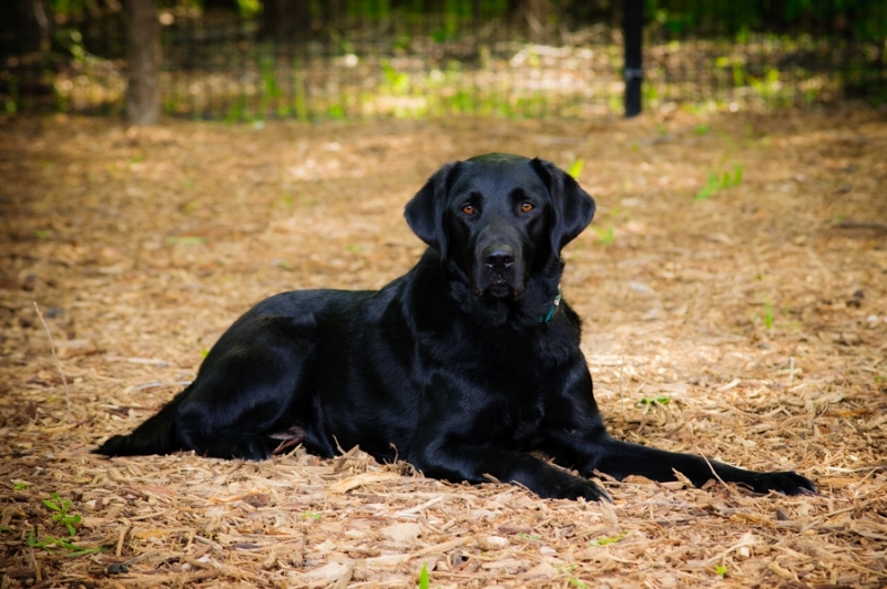 Pet Portraits On Location