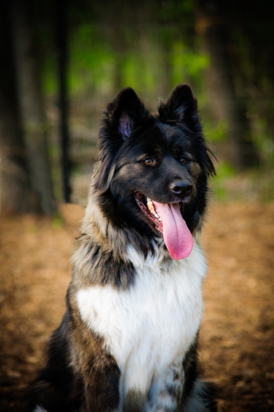 Pet Portraits On Location