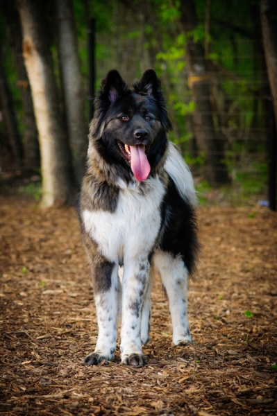 Pet Portraits On Location