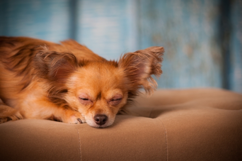 Pets_032